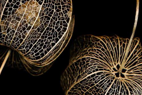 03-Physalis-02 1 A O 1 clemens-seitz@gmx.net .