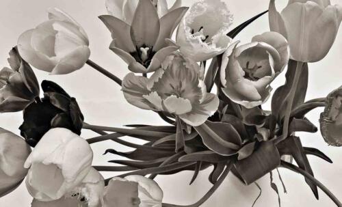 30-Tulpen-20110422 0538 sw ae sepia clemens-seitz@gmx.net 
