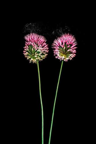 38-Knoblauch-3 2019 A 2x3 1 clemens-seitz@gmx.net 
